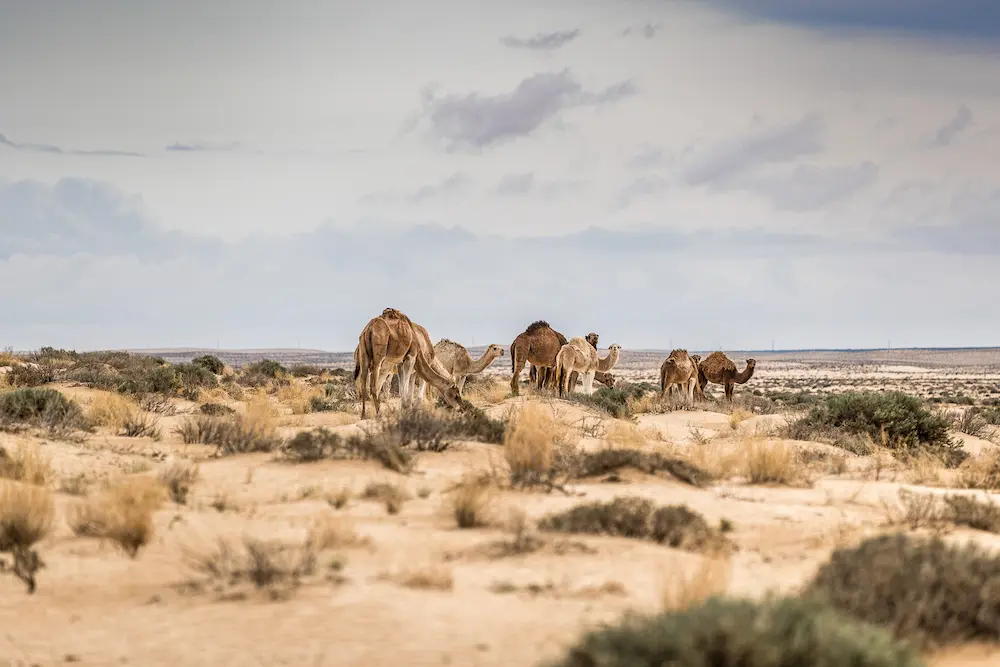 Camels roaming in the open desert